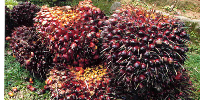 Harga CPO di Malaysia Kembali Naik