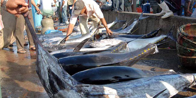 Berita Buruk Bagi Penyantap Ikan Tuna