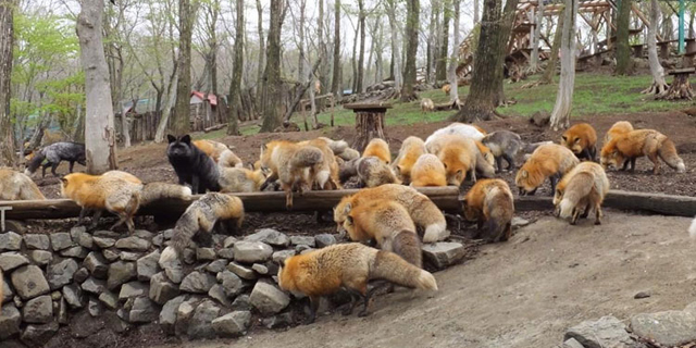Melancong ke Zao Fox Village, Desa Rubah di Jepang