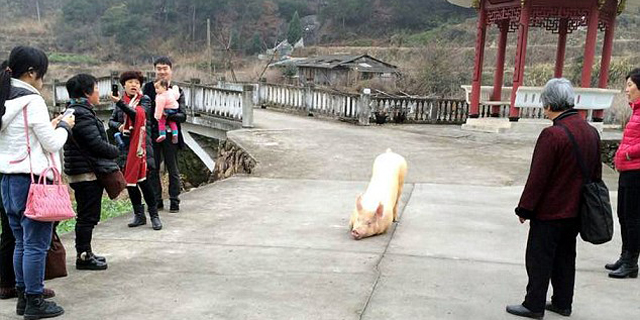 Aneh, Seekor Babi Bersujud di Depan Kuil Buddha