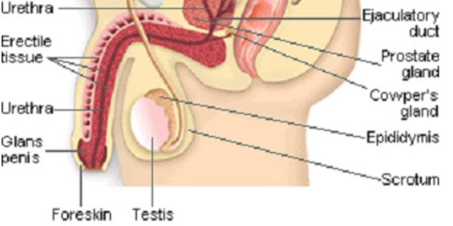 Transplantasi Penis Berhasil di Afrika