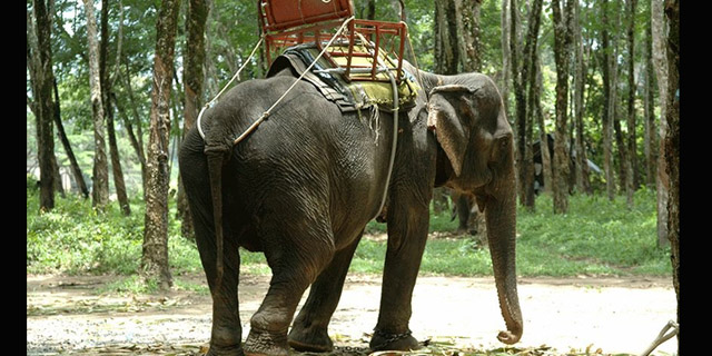 Gajah Ini Tewas Saat Mengantar Rombongan Turis