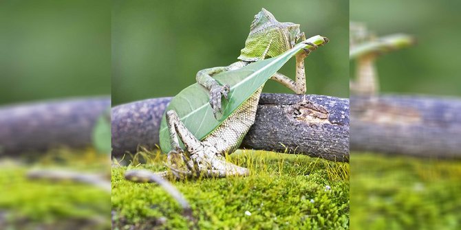 Foto Kadal ‘Main Gitar” Karya Fotografer Indonesia Bikin Heboh Media Asing