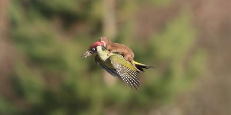 Heboh Foto Seekor Musang Terbang Menunggang Burung Pelatuk