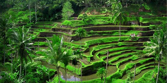 Indahnya Persawahan Di Vietnam Dan Indonesia