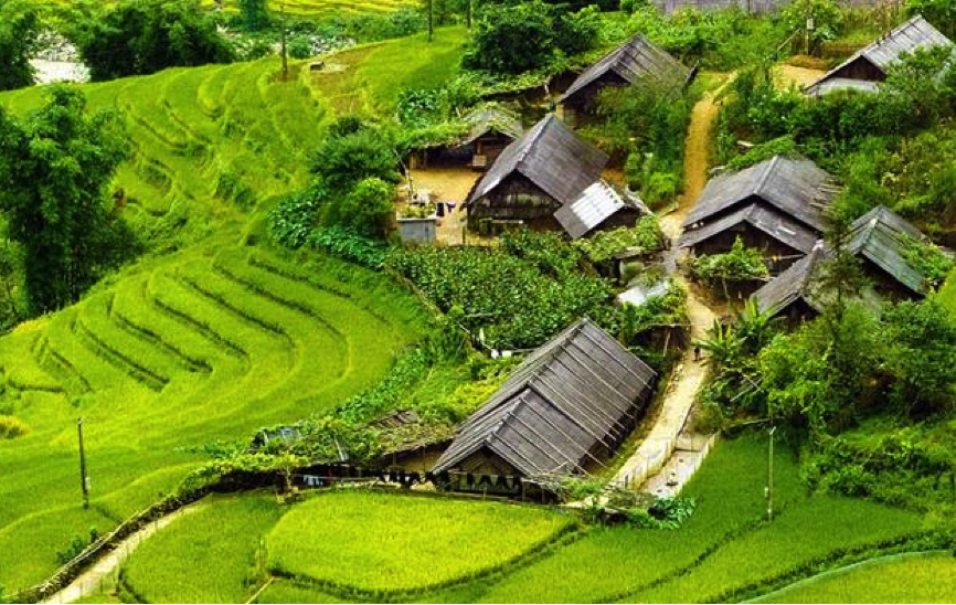 sawahvietnam
