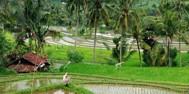 Pemerintah Kucurkan Rp 56,3 triliun Untuk Seluruh Desa