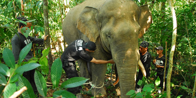 Pantau Gerakan, Gajah Liar di Aceh Dipasangi GPS