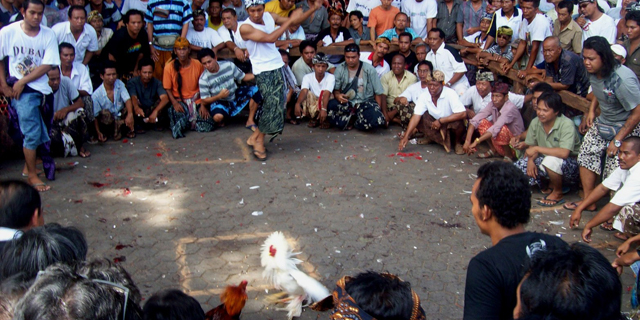 Berselisih Taruhan, Tempat Judi Sabung Ayam Jadi Arena Adu Jotos