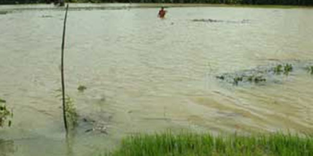 Banjir Merendam Lahan Sawah di NTT