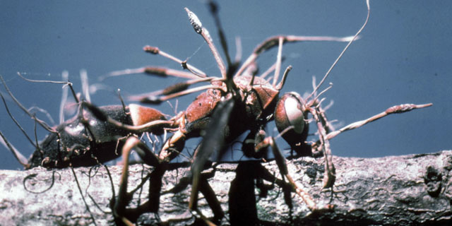 Cordyceps, Jamur Menyeramkan Bagi Para Serangga