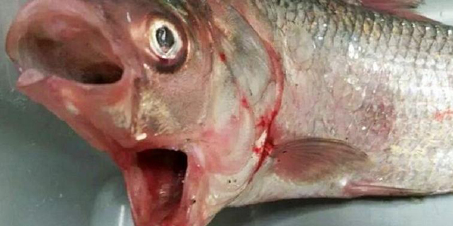 Ikan Bermulut Dua Berhasil Ditangkap Pemancing Australia