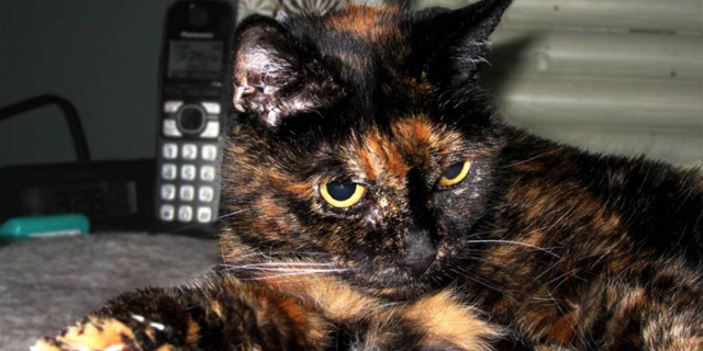 Tiffany Two, Kucing Tertua di Dunia