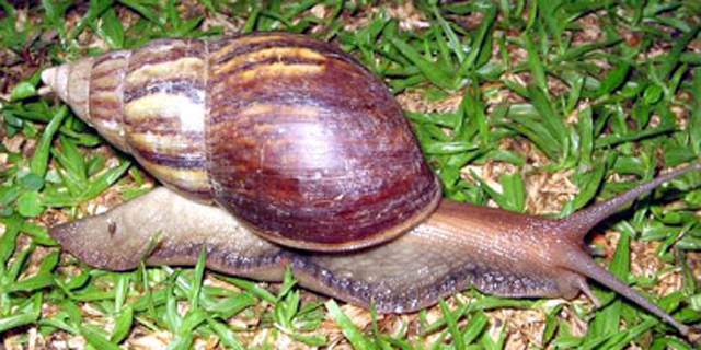 Seekor Siput Mampu Perbaiki Sendiri Cangkangnya Yang Rusak