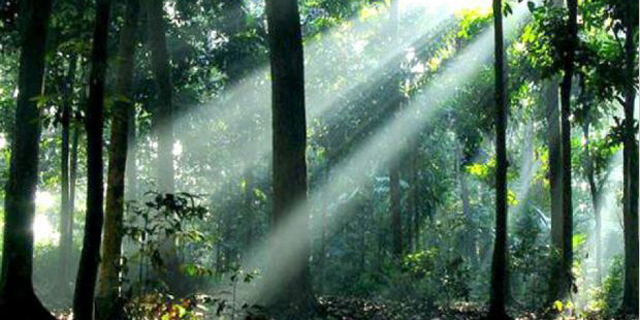 Peringati Hari Hutan Internasional Dengan Tanam 65 Jenis Pohon