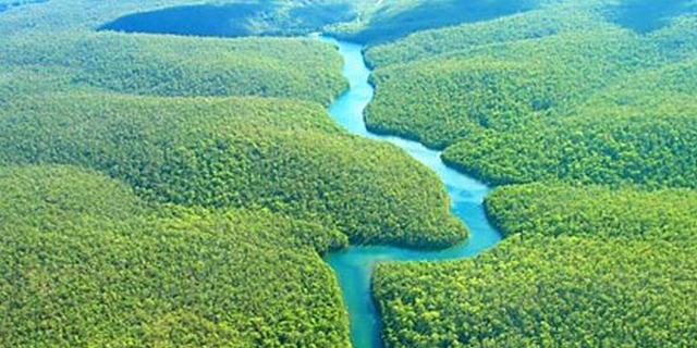 Kemampuan Hutan Amazon Serap Gas Rumah Kaca Turun Drastis