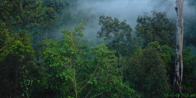 Hutan Lindung di Riau Tinggal Tersisa 25%
