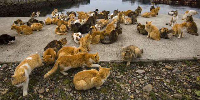 Pulau Aoshima, Surga Pecinta Kucing