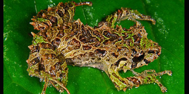 Katak Spesies Baru Ini Bisa Berubah Wujud Dalam Hitungan Menit