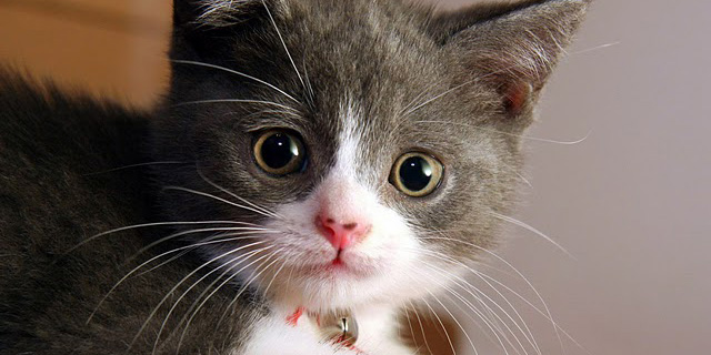 Kucing Lebih Mengandalkan Indera Penglihatan