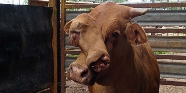 Sapi di Australia Ini Miliki Dua Wajah