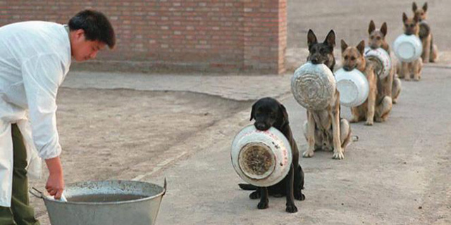 Luar Biasa, Anjing Polisi Ini Bisa Antre Seperti Manusia