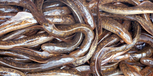 Aneh, Hujan Belut Lamprey Terjadi di Alaska