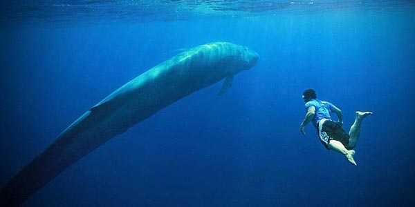 Ingin Berena Bareng Ikan Paus? Coba ke Tempat Wisata Ini