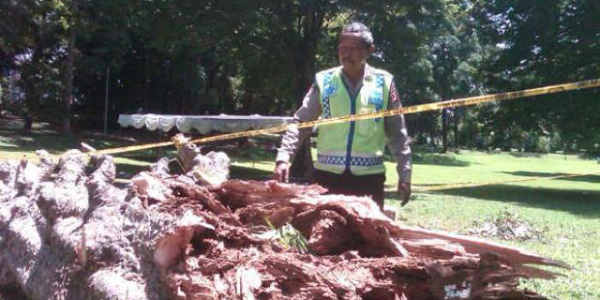 Kronologi Tumbangnya Pohon Di Kebun Raya Bogor