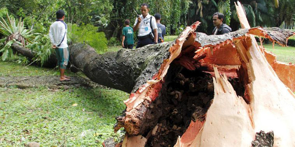 Korban Pohon Tumbang Di Kebun Raya Bogor 29 Orang