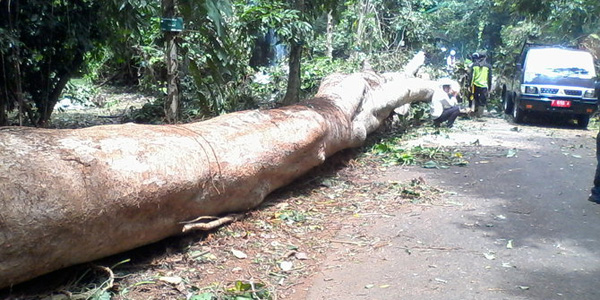 Korban Tewas Akibat Pohon Tumbang Di Bogor Bertambah Jadi Lima
