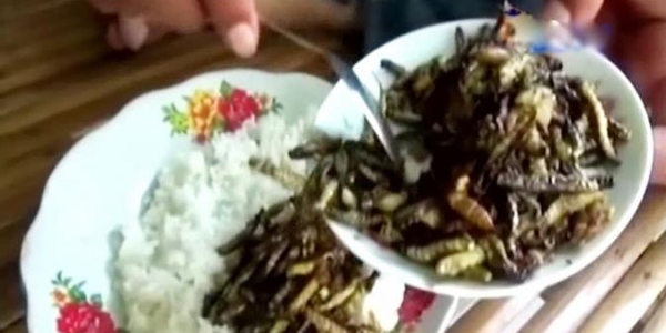 Gila, Ulat Jati Jadi Kuliner Yang Makin Digemari