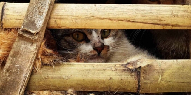 Selamat Ribuan Kucing, Pemerintah Vietnam Malah Menguburnya Hidup-hidup