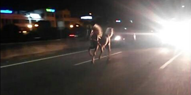 Kisah Kuda Lepas di Jalan Tol Kebon Jeruk