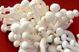 jamur-enoki1
