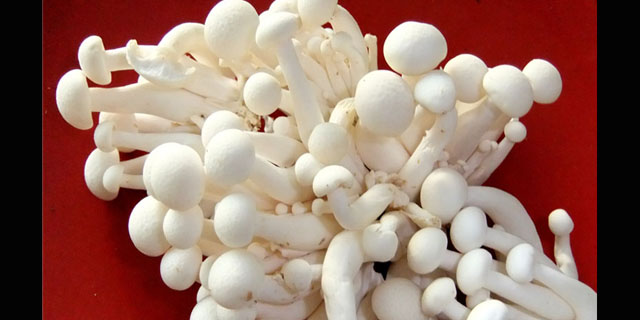 jamur-enoki1