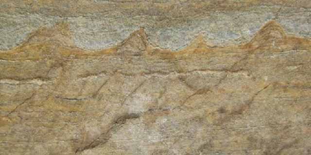 ejak-makhluk-hidup-tertua