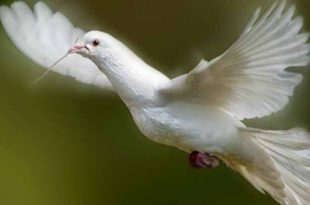 burung_merpati-4